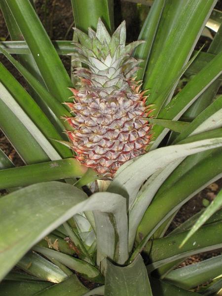 2007 07 17 BALI 0082.jpg